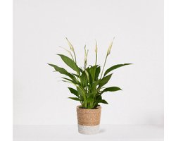 Spathiphyllum in siermand Amber Wit – witte kamerplant – luchtzuiverende lepelplant - ↕35-50cm – Ø13 – geleverd met plantenpot – vers uit de kwekerij