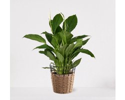 Spathiphyllum in siermand May Naturel – witte kamerplant – luchtzuiverende lepelplant - 60-75cm - Ø18 – geleverd met plantenpot – vers uit de kwekerij