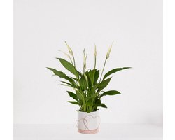 Spathiphyllum in sierpot Addit Hearts Roze – witte kamerplant – luchtzuiverende lepelplant - ↕35-50cm – Ø13 – geleverd met plantenpot – vers uit de kwekerij