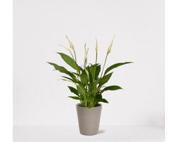 Spathiphyllum in sierpot Babe Grijs – witte kamerplant – luchtzuiverende lepelplant - ↕35-50cm – Ø13 – geleverd met plantenpot – vers uit de kwekerij