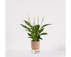 Spathiphyllum in sierpot Emma Taupe – witte kamerplant – luchtzuiverende lepelplant - 35-50cm - Ø13 – geleverd met plantenpot – vers uit de kwekerij