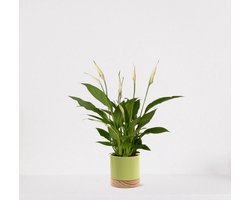 Spathiphyllum in sierpot Emma wood Lime green – witte kamerplant – luchtzuiverende lepelplant - 35-50cm - Ø13 – geleverd met plantenpot – vers uit de kwekerij