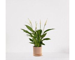 Spathiphyllum in sierpot Emma wood Taupe – witte kamerplant – luchtzuiverende lepelplant - 35-50cm - Ø13 – geleverd met plantenpot – vers uit de kwekerij