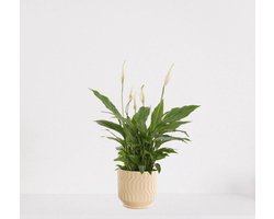 Spathiphyllum in sierpot Jacky Vanille – witte kamerplant – luchtzuiverende lepelplant - 35-50cm - Ø13 – geleverd met plantenpot – vers uit de kwekerij