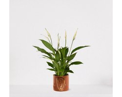 Spathiphyllum in sierpot Molly Bruin – witte kamerplant – luchtzuiverende lepelplant - ↕35-50cm - Ø13 – geleverd met plantenpot – vers uit de kwekerij