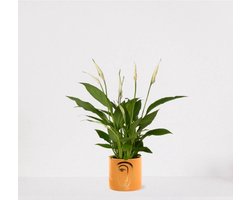 Spathiphyllum in sierpot Molly Geel – witte kamerplant – luchtzuiverende lepelplant - ↕35-50cm - Ø13 – geleverd met plantenpot – vers uit de kwekerij