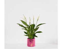 Spathiphyllum in sierpot Molly Roze – witte kamerplant – luchtzuiverende lepelplant - ↕35-50cm - Ø13 – geleverd met plantenpot – vers uit de kwekerij