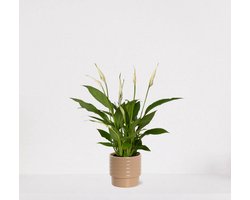 Spathiphyllum in sierpot Naemi Taupe – witte kamerplant – luchtzuiverende lepelplant - 35-50cm - Ø13 – geleverd met plantenpot – vers uit de kwekerij