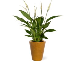 Spathiphyllum kamerplant in sierpot Elma - Goud - Luchtzuiverende Lepelplant - 35-50cm - Ø13 - Met keramieken bloempot - vers uit de kwekerij
