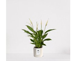 Spathiphyllum kamerplant in sierpot Very Potter 'Potverdorie beterschap' - Creme - Luchtzuiverende Lepelplant - 35-50cm - Ø13 - Met keramieken bloempot - vers uit de kwekerij - uniek cadeau