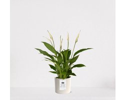 Spathiphyllum kamerplant in sierpot Very Potter 'Potverdorie wat een mooi huis' - Creme - Luchtzuiverende Lepelplant - 35-50cm - Ø13 - Met keramieken bloempot - vers uit de kwekerij - uniek cadeau