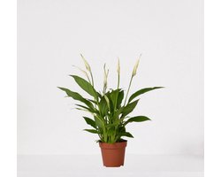 Spathiphyllum – witte kamerplant – luchtzuiverende lepelplant - ↕35-50cm - Ø12 – in kwekerspot – vers uit de kwekerij