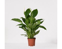 Spathiphyllum – witte kamerplant – luchtzuiverende lepelplant - ↕60-75cm - Ø17 – in kwekerspot – vers uit de kwekerij