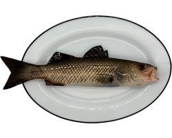 Spigola op ovaal wit bord met donker grijze rand, 25x17cm