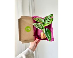 Stekjes Box – 3 Verse Kamerplanten Stekjes | Monstera, Epipremnum & Philodendron | Luchtzuiverende Planten | Planten Cadeau