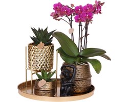 Stijlvolle Groen Cadeauset | Paarse Orchidee en Succulenten in Design Keramieken Potten