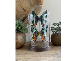 Stolp met 2 echte opgezette Urania Ripheus vlinders - Recto Verso