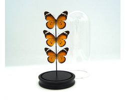 Stolp met 3 opgezette vlinders " Danaus Chrysippus " - taxidermie - entomologie