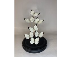 Stolp met Belenois Calypso (7)
