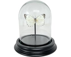 Stolp met Belinaus Calypso - Witte vlinder in stolpje