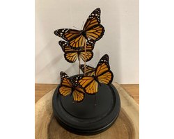 Stolp met Danaus Plexippus (4)