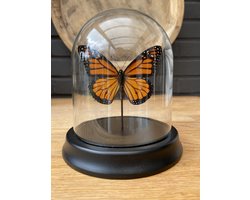 Stolp met echte opgezette Danaus Plexippus vlinder