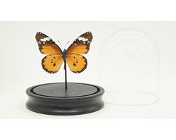 Stolp met echte opgezette vlinder " Danaus Chrysippus " - taxidermie - entomologie