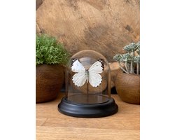 Stolp met opgezette vlinder " Belenois Calypso " - taxidermie - entomologie