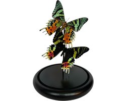 Stolp met opgezette vlinders - Urania ripheus 2x