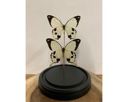 Stolp met Papilio Dardanus (2)