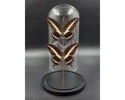 Stolp met Papilio Lormieri (2)