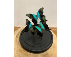 Stolp met Papilio Peranthus (3)
