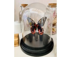 Stolp met Papilio Rumanzovia (1)