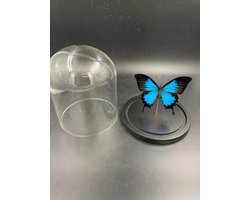 Stolp met Papilio Ulysses (1)