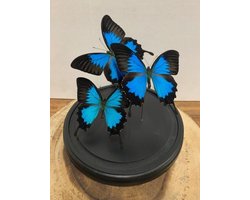 Stolp met Papilio Ulysses (3)