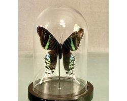 Stolp met Urania Leilus (1)