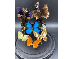Stolp met vlinders 9 vlinders