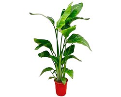 Strelitzia indoor - 80-100 cm Kamerplant met tropische uitstraling ø17