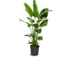 Strelitzia Nicolai - 100 - 120cm Hoog - Paradijsvogelplant - Luchtzuiverend - Pot 21cm