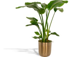 Strelitzia Nicolai - ca. 90 cm hoge kamerplant met gouden sierpot Ø19cm
