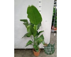 Strelitzia nicolai - Hoogte 120cm - Potmaat 24cm - Luchtzuiverende Kamerplant - Plant binnen
