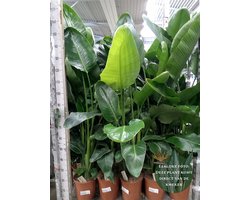 Strelitzia nicolai - Hoogte 140cm - Potmaat 24cm - Luchtzuiverende Kamerplant - Plant binnen