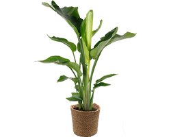Strelitzia 'Nicolai' Incl. Zeegras Mand - Paradijsvogelplant - luchtzuiverend - ⌀19 cm - 80-90 cm