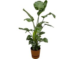 Strelitzia Nicolai inclusief elho Greenville Round bruin - 160cm - Ø30