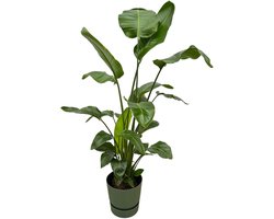 Strelitzia Nicolai inclusief elho Greenville Round groen - 160cm - Ø30