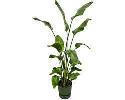 Strelitzia Nicolai inclusief elho Greenville Round groen - 180 cm - Ø30