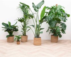 Strelitzia Nicolai inclusief elho Greenville Round wit - 160cm - Ø30