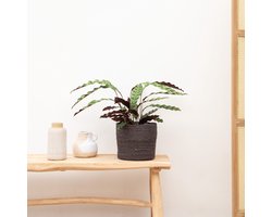 Strelitzia Nicolai inclusief elho Greenville Round wit - 180 cm - Ø30