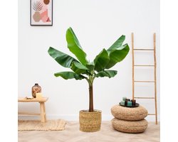 Strelitzia Nicolai inclusief elho Greenville Round zwart - 180 cm - Ø30