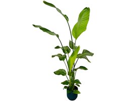 Strelitzia Nicolai inclusief elho Vibes Fold Round blauw - 130 cm - Ø18